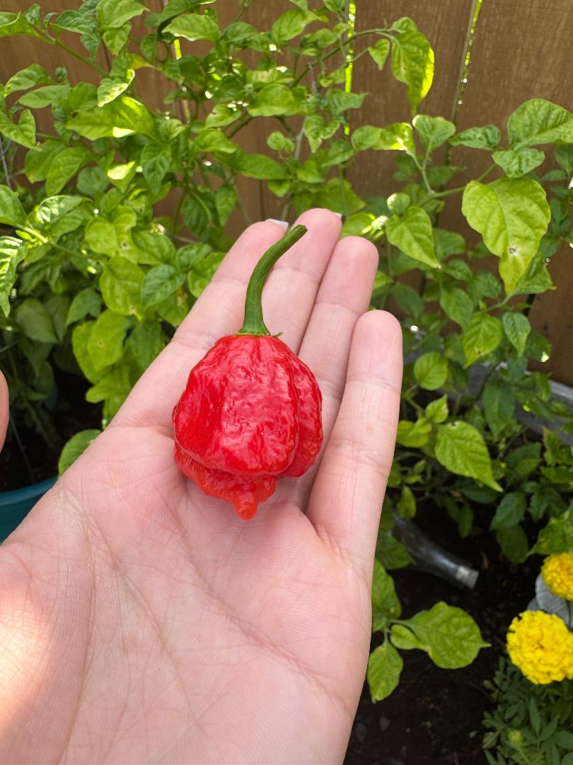 Pictures from July. Sunny river days, book club space, garden pics and more...